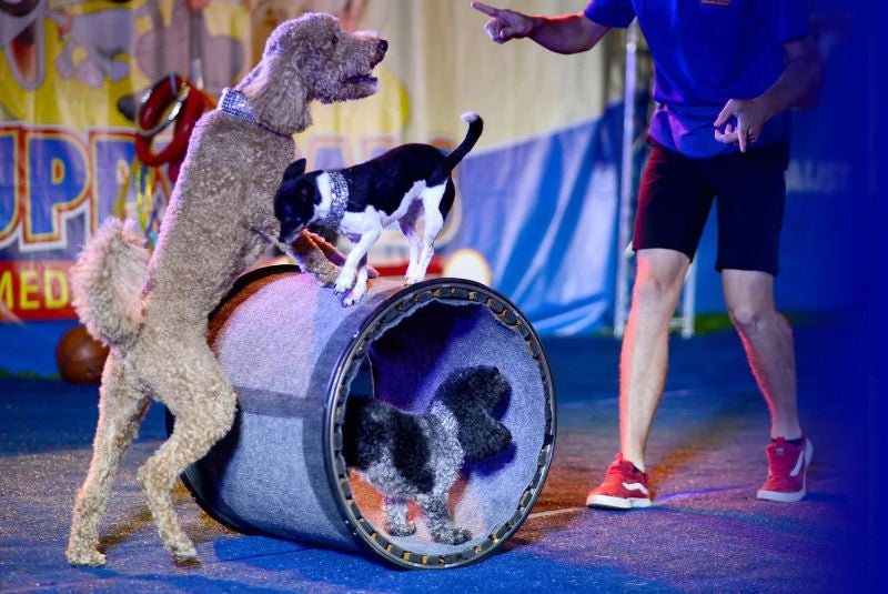 More Info for From Puppies to Country Stars: Fall Comes Alive at the Niswonger