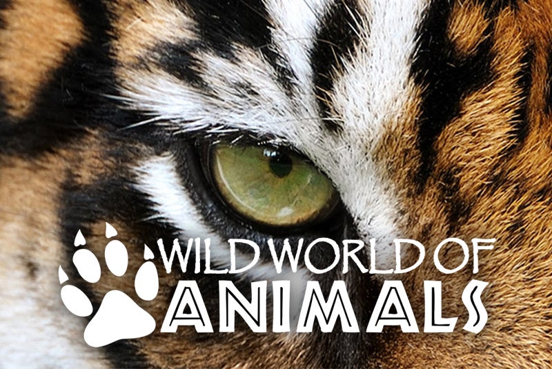 More Info for Wild World of Animals
